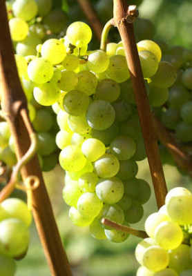 Riesling